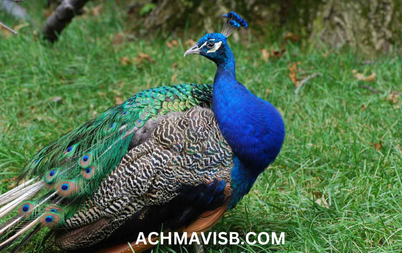 A hancock bird: what is it? Examining this mysterious creature deeply